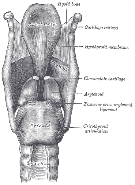 Which of the following cartilages connects the epiglottis to the arytenoid  cartilage?